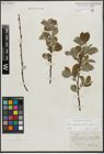 Foto von Salix appendiculata Vill. x Salix caprea L.